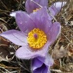 Pulsatilla grandis Flor