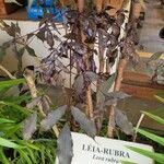 Leea guineensis Leaf