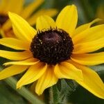 Rudbeckia fulgida Hábito