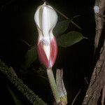 Philodendron squamiferum Kvet