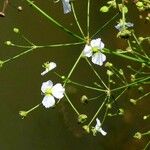 Alisma plantago-aquatica 花