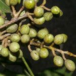 Bursera simaruba Fruit