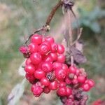 Sambucus racemosa Vrucht