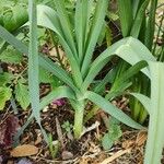 Allium ampeloprasum Leaf