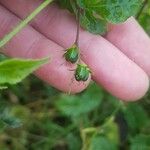 Astraea lobata Fruit