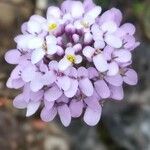 Iberis linifolia Fula