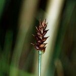 Carex dioica फल