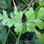 Asplenium buettneri Ліст