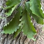 Quercus montana Blad