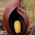 Symplocarpus renifolius Flor