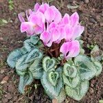 Cyclamen persicumHabitus