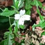 Epilobium montanumBlüte