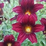 Salpiglossis sinuata Çiçek