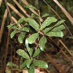 Syzygium mouanum Blad