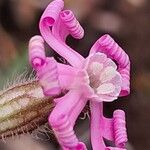 Silene bellidifolia Flower