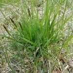 Carex stricta Leaf