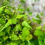 Spananthe paniculata Frunză