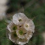 Scabiosa triandra Frutto