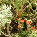 Elaphoglossum peltatum Ffrwyth