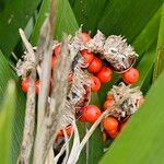 Iris foetidissima Ffrwyth