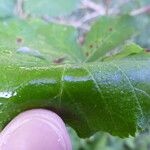 Rubus pericrispatus Outro