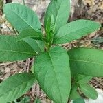 Phytolacca bogotensis叶