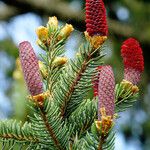 Picea abies Лист