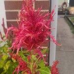 Amaranthus cruentus 花