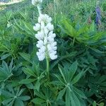 Lupinus albus Hábito