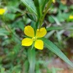 Ludwigia alternifolia Çiçek