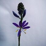 Camassia quamash Flower