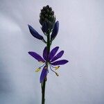 Camassia quamash 花