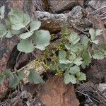 Lomatium howellii Habit