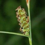 Carex tomentosa Fruit