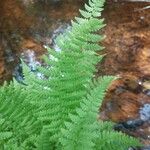 Dryopteris expansa Leaf