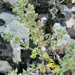 Teucrium botrys Plante entière