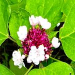 Clerodendrum chinense Flower