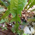 Taraxacum campylodes Ліст