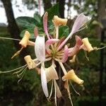 Lonicera periclymenumFlower