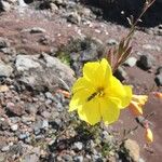 Oenothera stricta Blomst