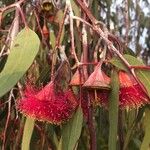 Eucalyptus caesia 花