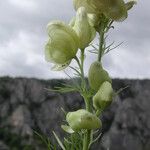 Aconitum anthora Floare