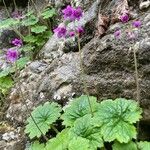 Primula matthioli Květ