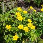 Ranunculus cortusifoliusFlors