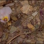 Calochortus flexuosus Blodyn