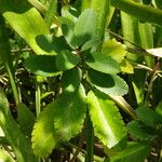 Kalanchoe pinnata Leaf