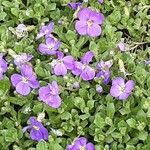 Aubrieta deltoidea Folha