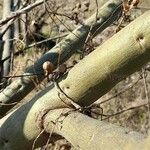 Erythrina crista-galli Corteza