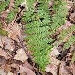 Dryopteris intermedia Hoja