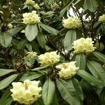 Rhododendron macabeanum Flower